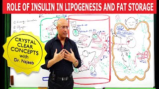 Role of Insulin in Lipogenesis and Fat Storage👨‍⚕️ [upl. by Arbrab605]