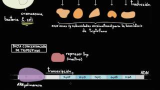 Operón trp  Regulación génica  Biología  Khan Academy en Español [upl. by Hasila132]