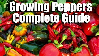 How to Grow Peppers from Seed to Harvest  Complete Guide with Digital Table of Contents [upl. by Yrellam986]