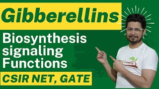 Gibberellin hormone biosynthesis and gibberellin function [upl. by Eedrahc]