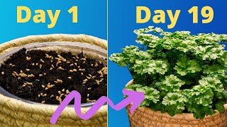 Growing FRESH Parsley From Seeds Plant Time Lapse Indoor Gardening [upl. by Eiggep3]