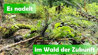 Warum die Weisstanne perfekt in meinen Wald passt [upl. by Tymon272]