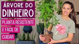 ÁRVORE do DINHEIRO 🌱💰 APRENDA a CULTIVAR a PACHIRA AQUATICA [upl. by Ttej]