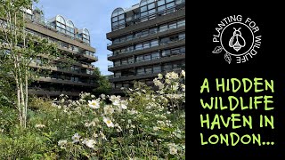 A hidden wildlife haven in London [upl. by Moody]