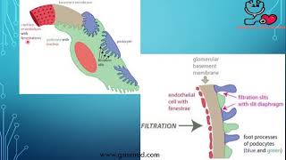 2Glomerular Filtration Barrier 1 [upl. by Sudoeht]