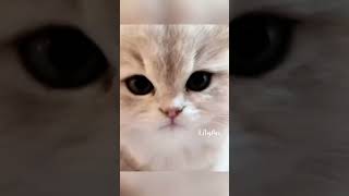 Cute kittens are here😘💕catvideos kitten cutecat funnycats [upl. by Lotti]