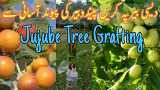 Jujube Tree Grafting at home  Jujube wedge Grafting  Gardening and Junk Art [upl. by Aratihc]