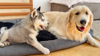 Golden Retrievers Reaction to a Husky Puppy Occupying His Bed [upl. by Market]