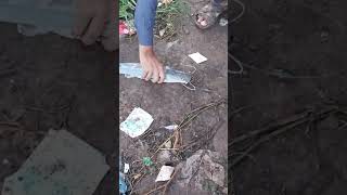 Singhara Machli Ka Shikar catfish catche fishing [upl. by Abshier443]