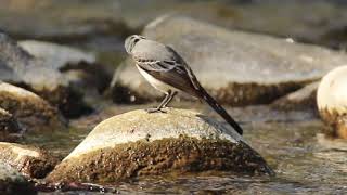 Bergeronnette grise la toilette sur la rivière le Ger [upl. by Marven]