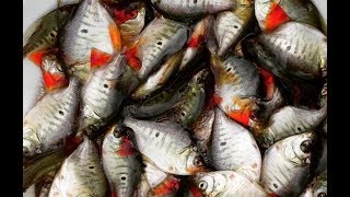 Criatório de peixes alevinos de tambaqui ou caranhas [upl. by Rahmann357]