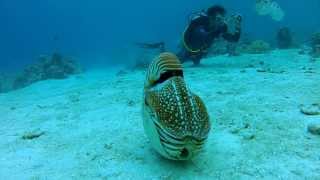 Palau Chambered Nautilus [upl. by Riddle]