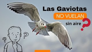 Sabes por qué las GAVIOTAS no VUELAN sin aire [upl. by Bein]