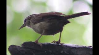 CAROLINA WREN [upl. by Kosel]