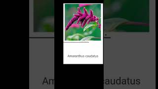 Amaranthus caudatusLearning the names of flowers along with their pictures and pronunciation [upl. by Leinto]