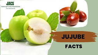 Jujube Facts Ziziphus jujuba Facts [upl. by Anirbac328]