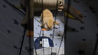 Adorable Holland Lop Rabbit Enjoys a Crunchy Carrot  Cute Bunny Eating Video [upl. by Serdna305]