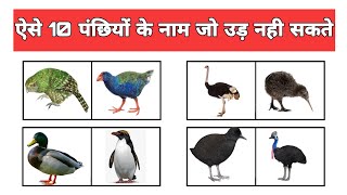 Flightless Bird Name ऐसे 10 पछियों के नाम जो उड़ नही सकते हिंदी मैं [upl. by Tench417]