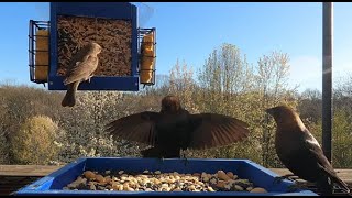 Courting Cowbirds with a unique sound [upl. by Yelram]