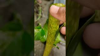 How to Propagate Pothos amp Scindudsus shorts plantpropagation greenery [upl. by Goodhen]