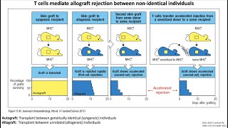 Lecture 9c Transplantation Immunology [upl. by Adlecirg]