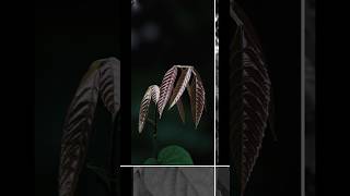 Lightroom edited leaf Leea indica Burm f MerrLeea edit trending shorts viralvideo nature [upl. by Jardena]