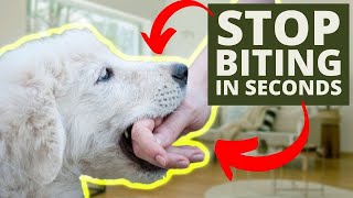 How to Reduce Puppy BitingNipping  My Experiences Tips that ACTUALLY Work [upl. by Hedy]