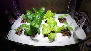 IKEA Hydroponics Growth 30 Day Timelapse [upl. by Elnar584]