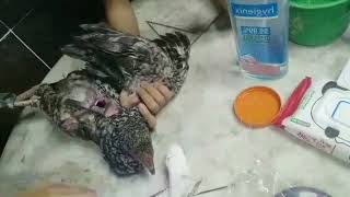 Animal Science  Caponizing of Chicken [upl. by Sankey]