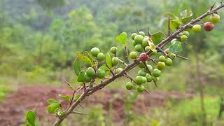 Flacourtia indica a small fruiting shrub on rocky hills [upl. by Carlton]