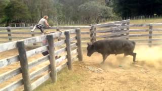 Mangatoi Station Cattle muster amp bull catching [upl. by West]