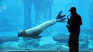 Taronga Zoos Leopard Seal Serenaded by a Saxophone [upl. by Nojel938]