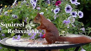 Squireel Relaxation কাঠ বিড়াল nature beauty forest AL [upl. by Aneehsit917]