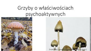 Grzyby o właściwościach psychoaktywnych [upl. by Noiram]