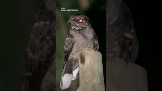 Watching a Largetailed Nightjars in NIGHT WALK at Cat Tien Jungle birds nature wildlife animals [upl. by Aenal]