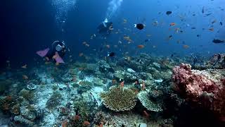 Ellaidhoo Maldives Diving Clip [upl. by Oetam107]