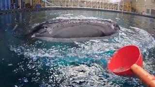 360 View of Feeding Whale Sharks at Georgia Aquarium [upl. by Eahsat]