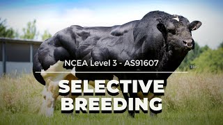 Selective Breeding  NCEA L3 Biology 2021 [upl. by Bevon]