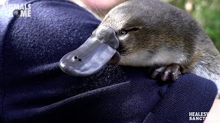 Meet Storm our new baby Platypus [upl. by Arikaahs]