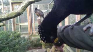 Barefaced curassows  Sclaters hokkos Crax fasciolata [upl. by Rockey]