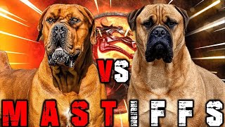 Boerboel vs Bullmastiff  Bullmastiff vs Boerboel  Powerful Guard Dog  Billa Boyka [upl. by Ennayhs897]