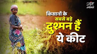 खेती के सबसे बड़े दुश्मन हैं कीट  Nematodes  How They Harm Crops Explained by Dr Daya Srivastava [upl. by Ogirdor]