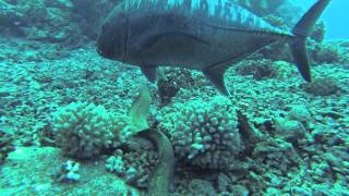 Swimming with sharks mantasbarracudas at Molokini Maui Hawaii 2013 [upl. by Douglas]