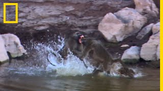 Le babouin un animal courageux et violent [upl. by Eintruok218]