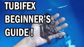 How to Culture and Maintain tubifex worms  Best for Beginners 100 [upl. by Butler]