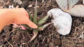 Starting A New Succulent Garden  Planting My New Star Aloe Castilloniae Hybrid Blue [upl. by Neelyt332]