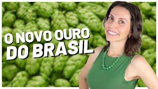 Lúpulo brasileiro  Produção características e novidades [upl. by Jeffrey]