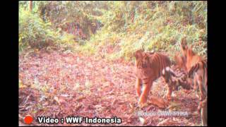 Jelajah Bumi Pertiwi  Save Sumatran Tiger [upl. by Heidy970]