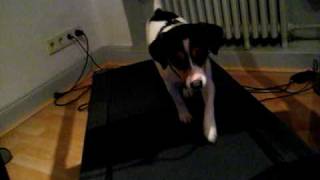 Hond houdt conditie op peil dmv loopband [upl. by Shoshana]