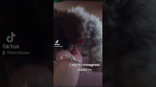 lagotto romagnolo puppy 2 months old [upl. by Oaks]